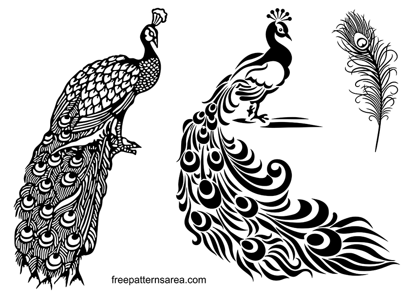 Line Drawing Of Peacock Bird Standing Alone Looking Away Inside Fence Stock  Photo - Alamy